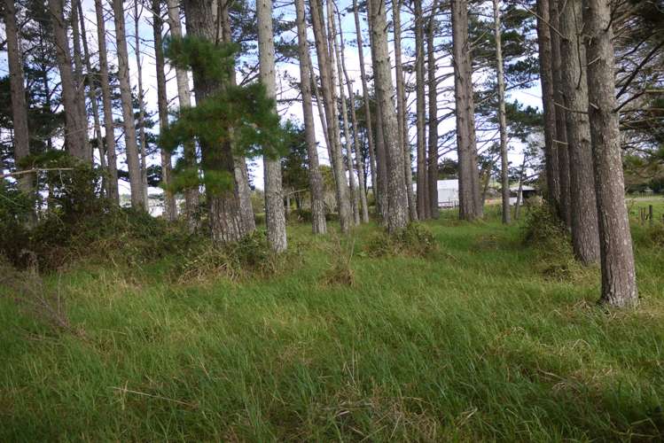 13 Heawa Road Dargaville Surrounds_6