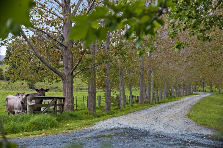 70 Spindler Road Wellsford_18