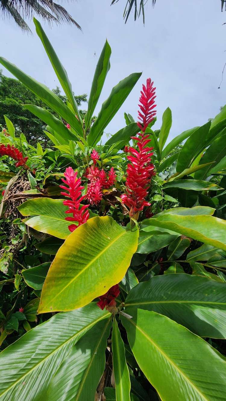 Address withheld Taveuni_5