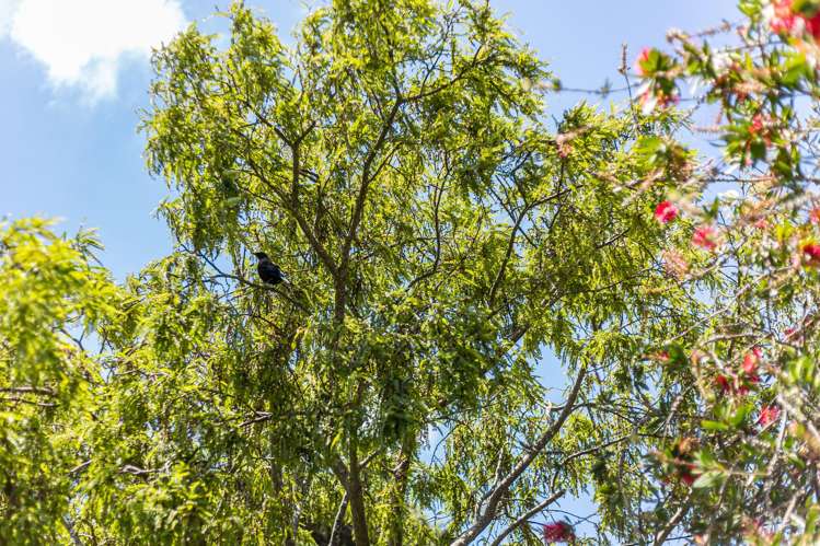 69 Herald Street Berhampore_17