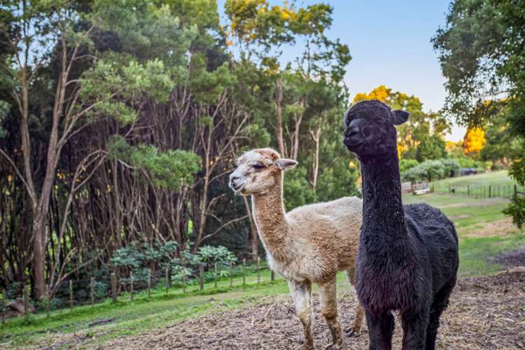 150 Oyster Point Road Kaukapakapa_7