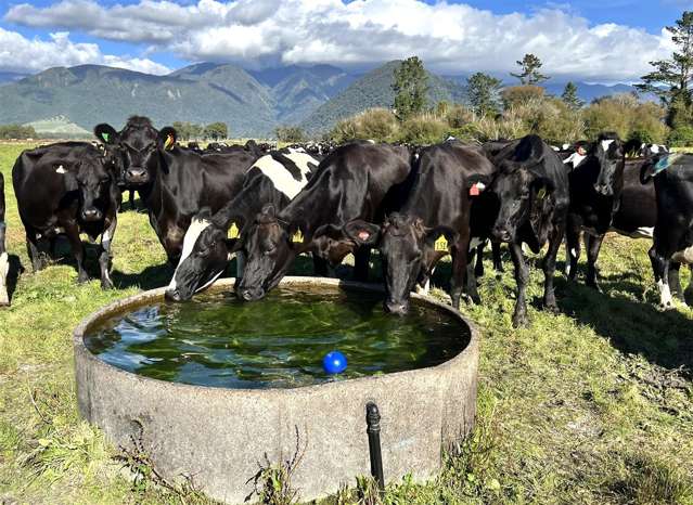 VENDOR WANT'S SOLD, 310 COWS, SELF-CONT, HOKITIKA