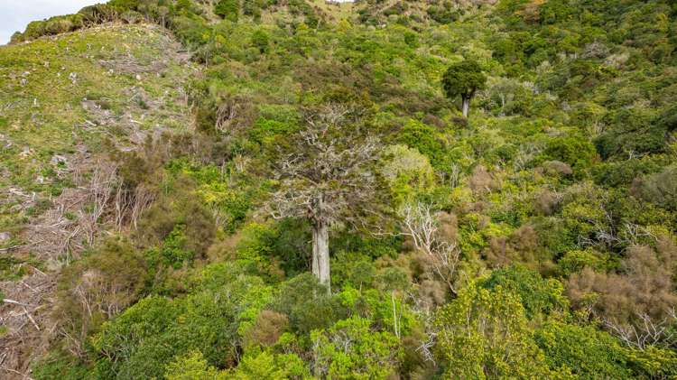 1301 Western Valley Road Port Levy_19