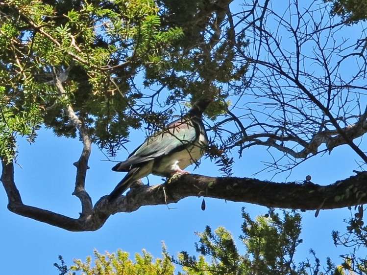 51 Totara Avenue Collingwood_14