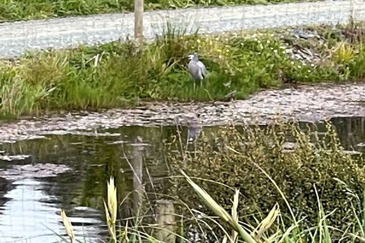 402c Kaiwaka-Mangawhai Road Kaiwaka_23