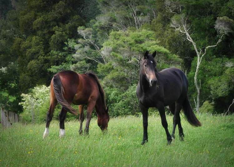 36f Farquharson Road Hunua_20