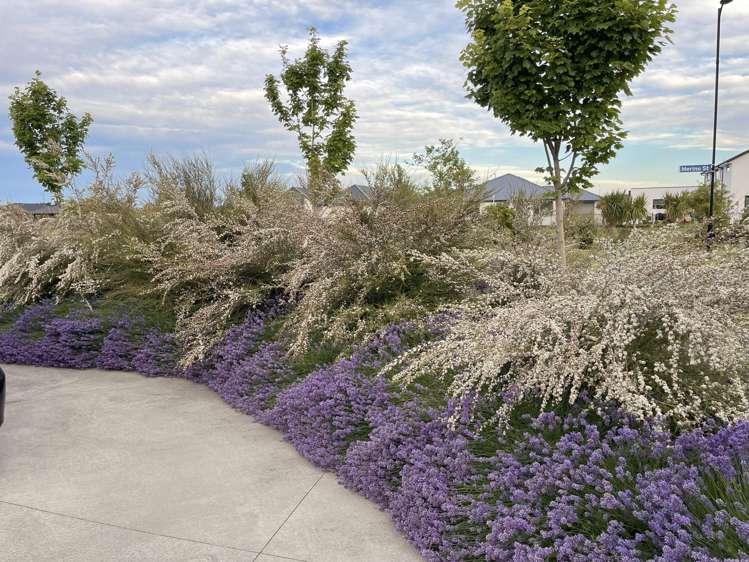 18 Merino Street Marshland_24