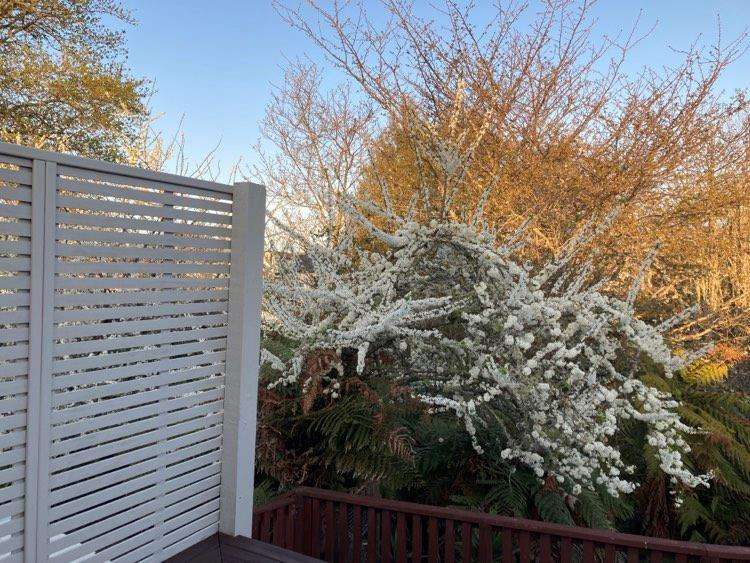 18 Utuhina Road Springfield_5