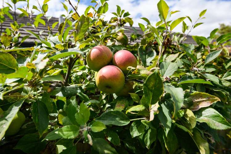 21 Shelton Place Feilding_16