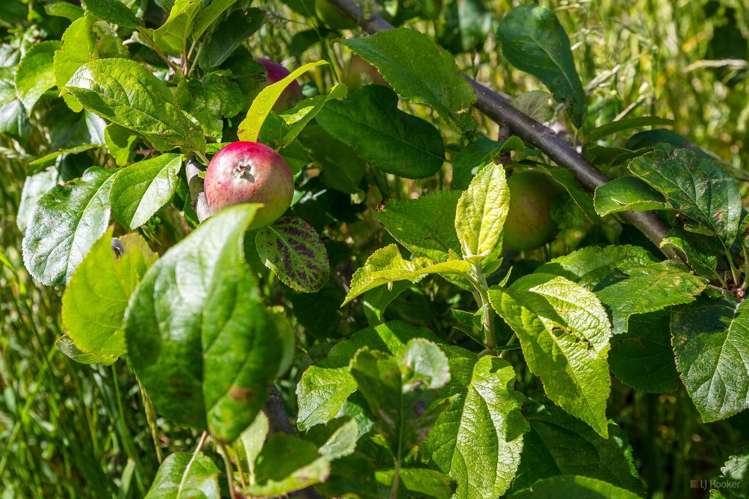 407 Elephant Hill Road, Waihao Downs Waimate_15