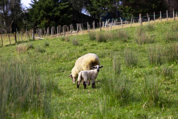 24 Anne Burton Drive Warkworth_16