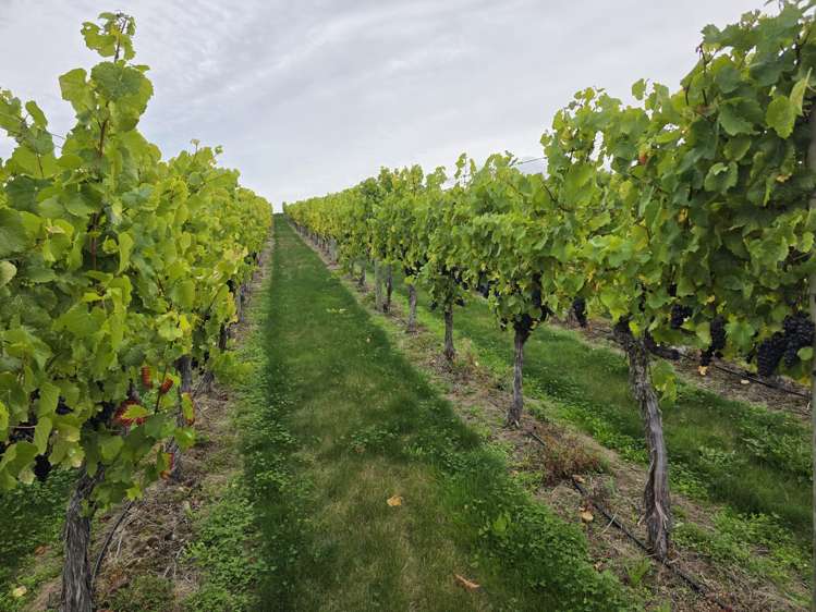 Lot 35 McArthur Road Alexandra_5