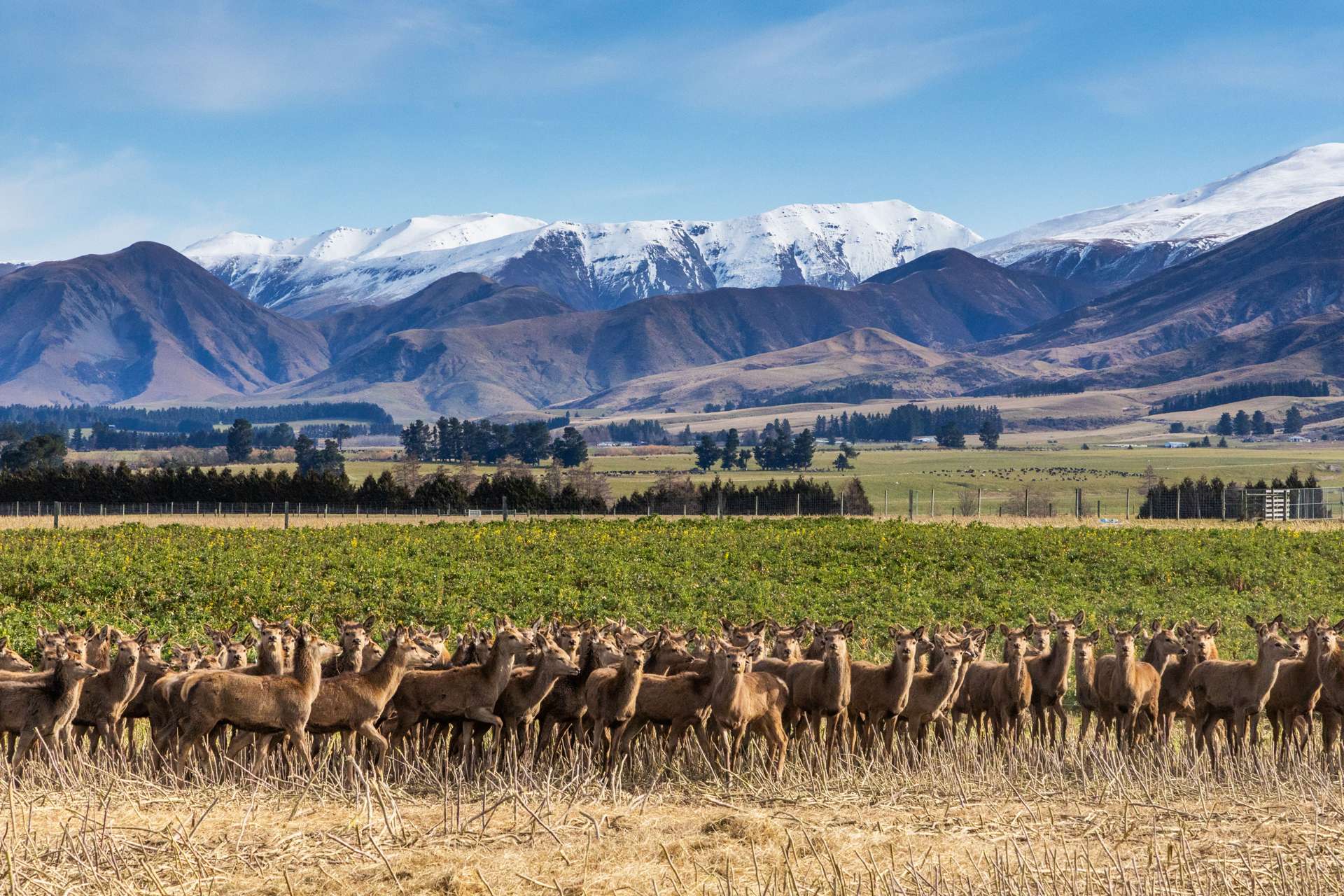 347 Butlers Road Fairlie_0