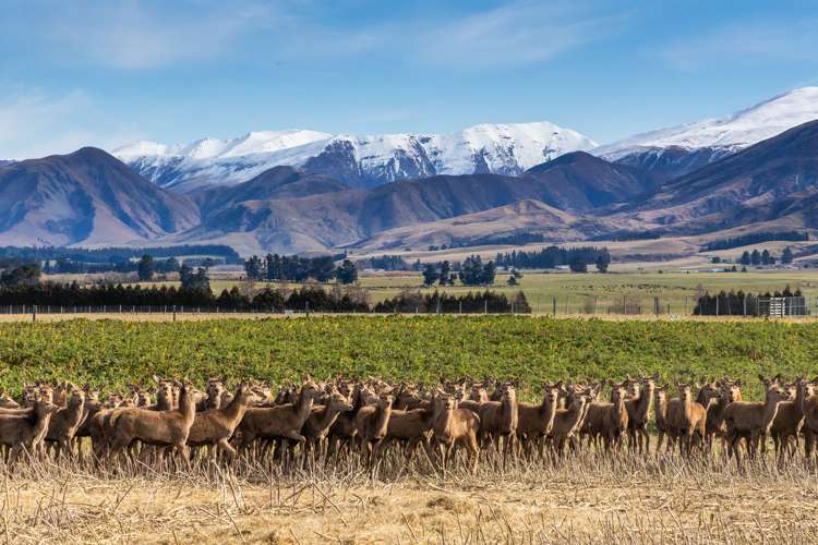 347 Butlers Road Fairlie_0