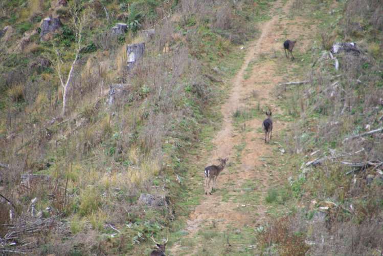 0n Makakaho Road Ngamatapouri_18