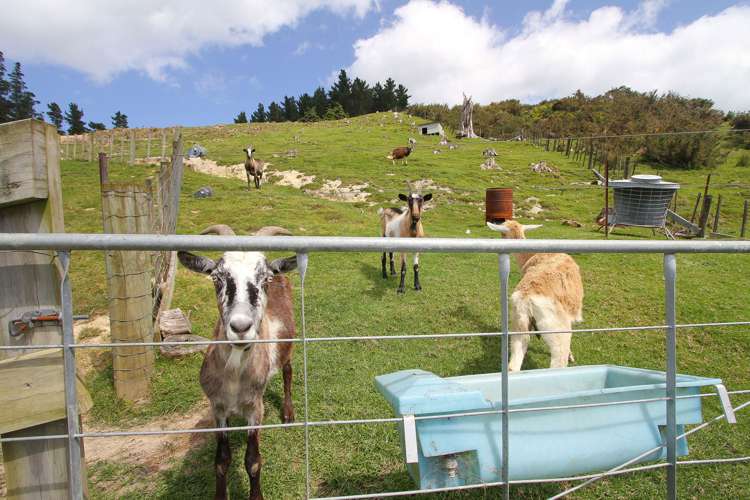 788 Haruru Road Kaukapakapa_14