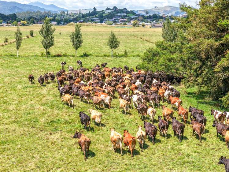 7201 State Highway 26 Paeroa_16