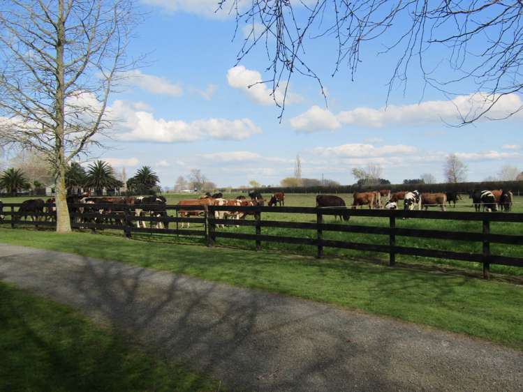 4272 State Highway 26 Waihou_33