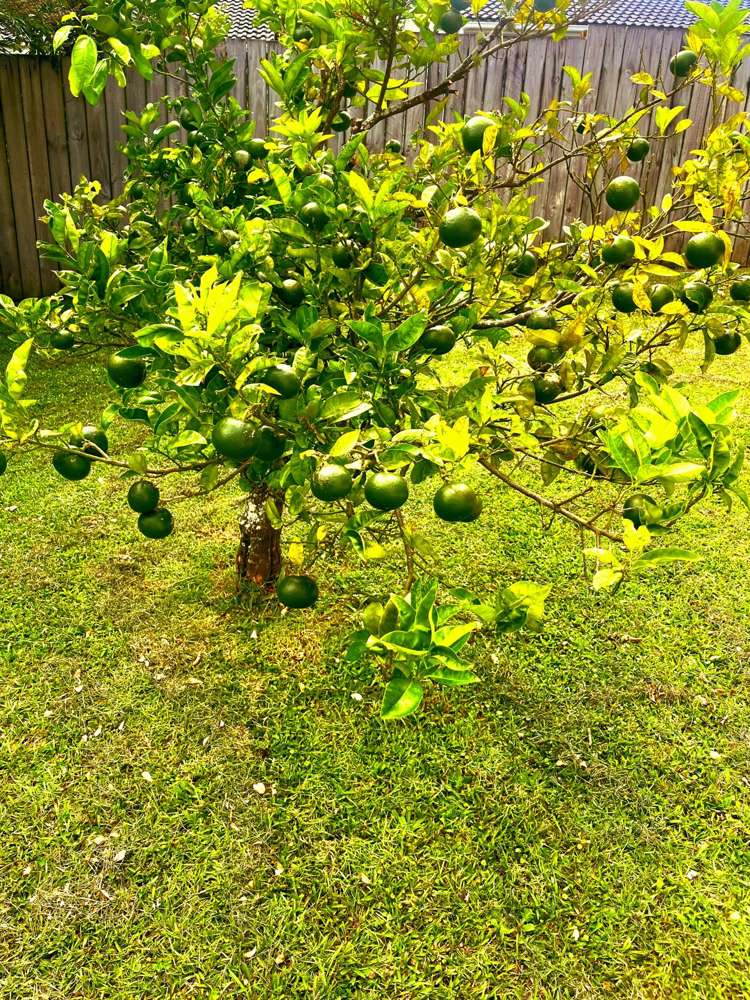 1/7 Tusac Place Totara Vale_13