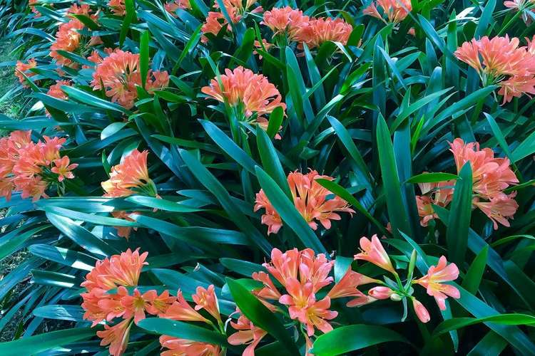 10 Waitaua Road Kauri_18