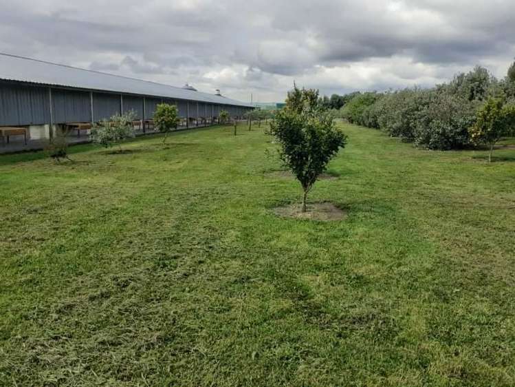 71 Douglas Road Pollok_7