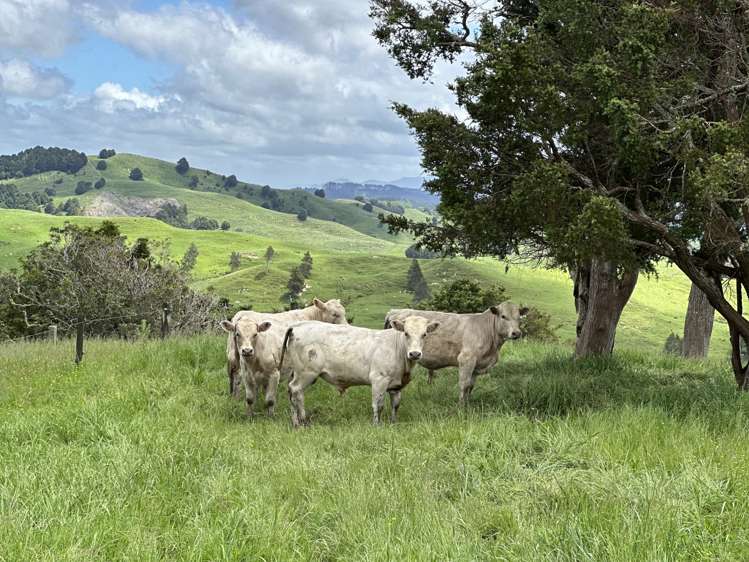 1228a Bull Road Paparoa_14