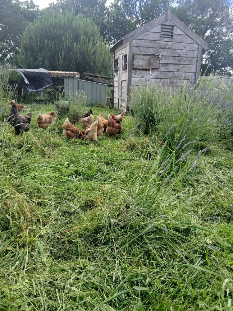 970 State Highway 3 Kai Iwi_16