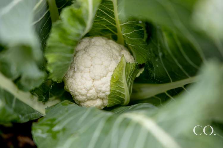 2a Tom Muir Drive Gate Pa_18