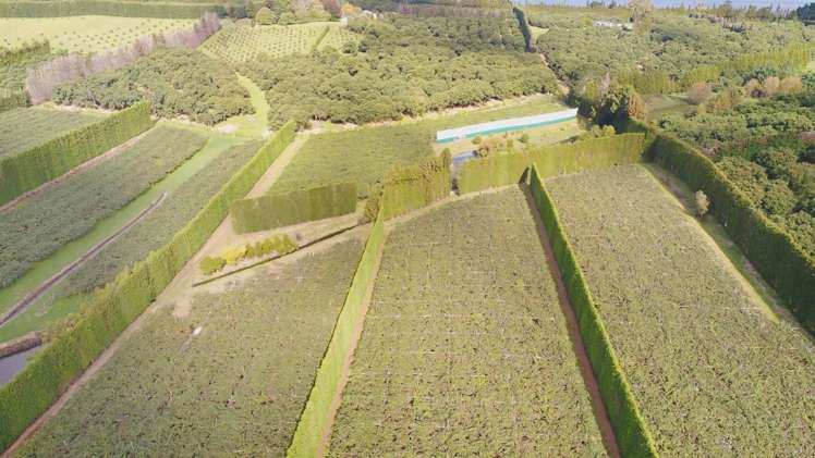 168 Ongare Point Road Hauraki Surrounds_3