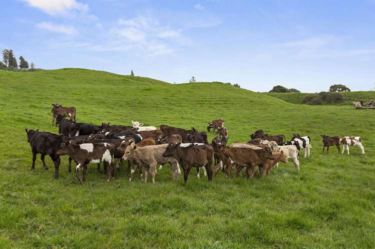 386 Troopers Road Te Kuiti_15