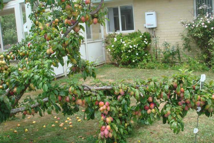 145b Helenslee Road Pokeno_60