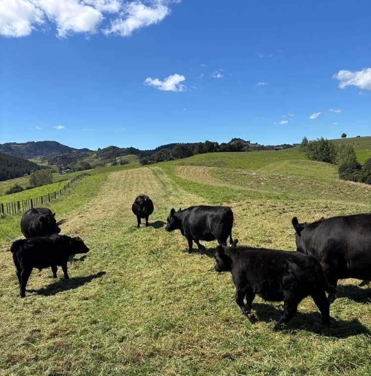 1100 West Coast Road Ahuroa_12