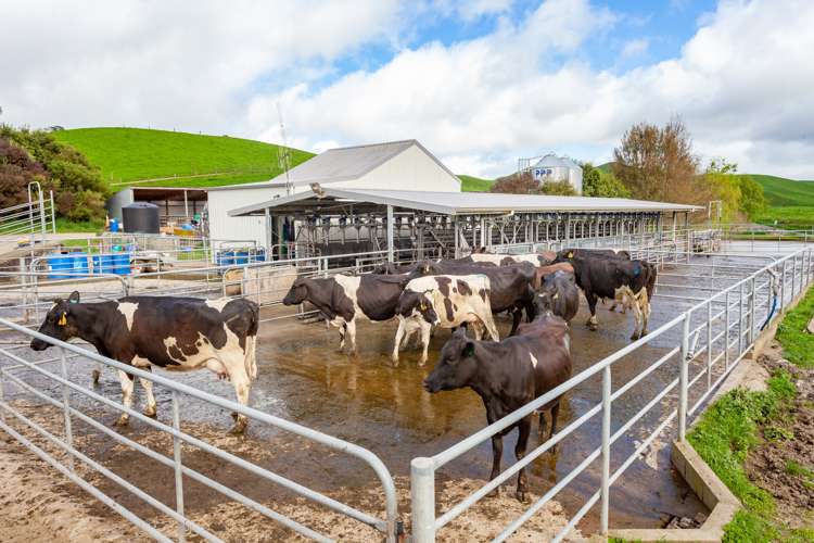 390 Parapara Road Tirau_6