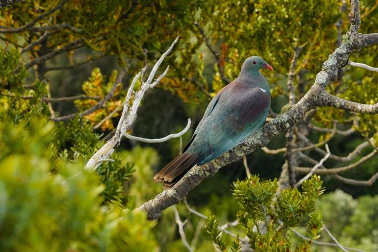 1024 Takatu Road Matakana_25