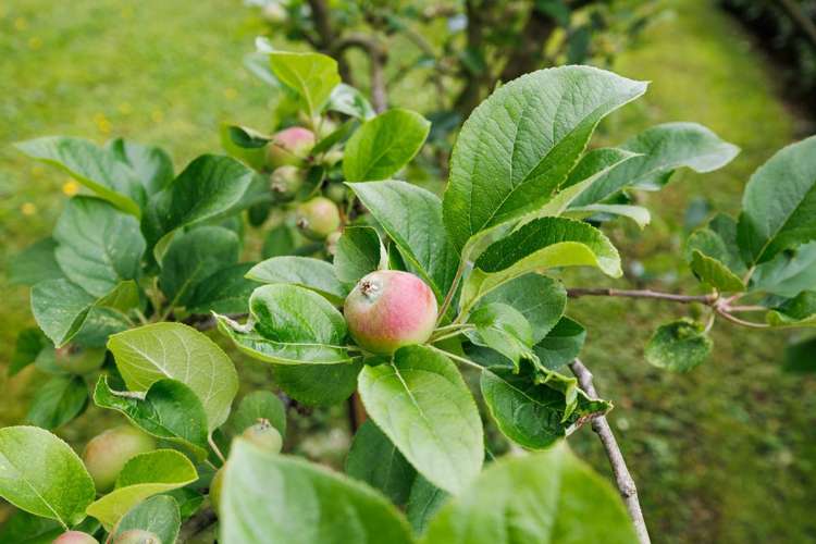 54 Henaghans Road Kelvin Grove_30