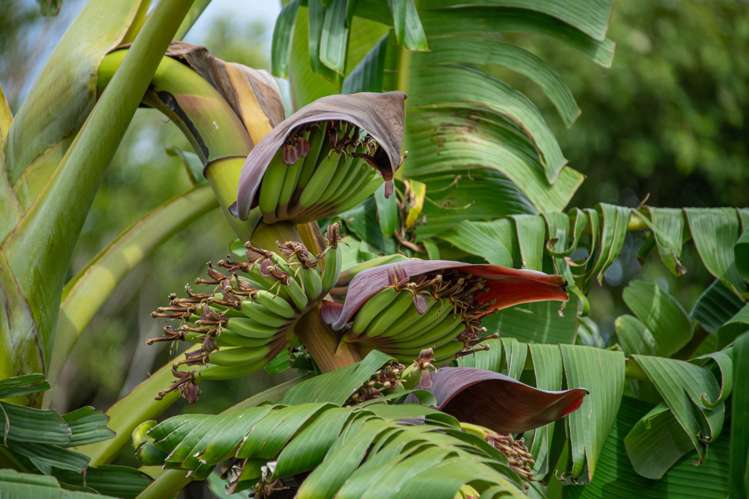 1688 South Head Road Helensville_61