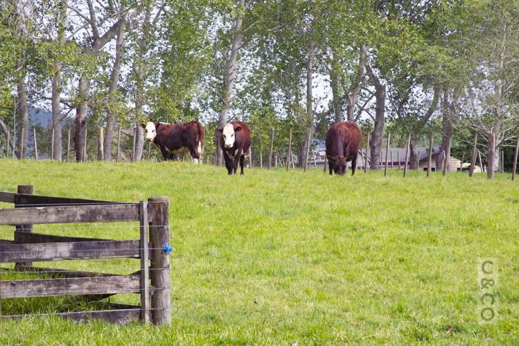 832 Old North Road Waimauku_15