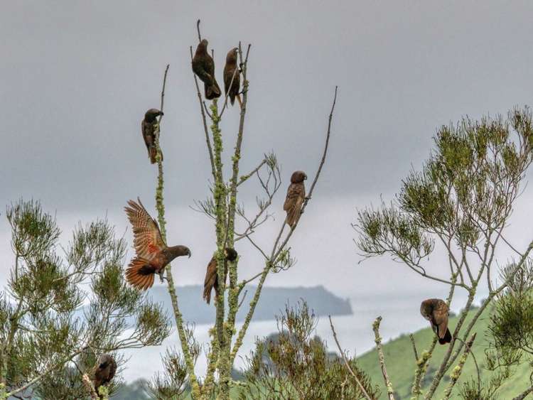 42 Melville Drive Whakatane_13