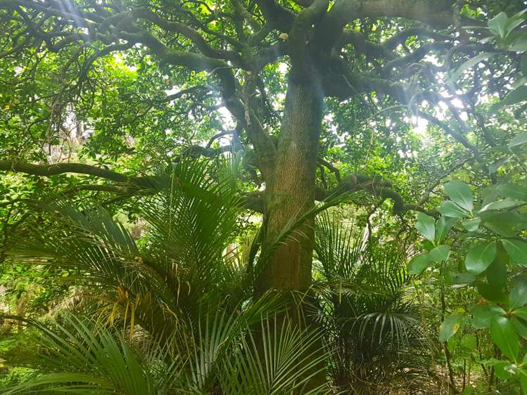 914 Whakapirau Road Whakapirau_13