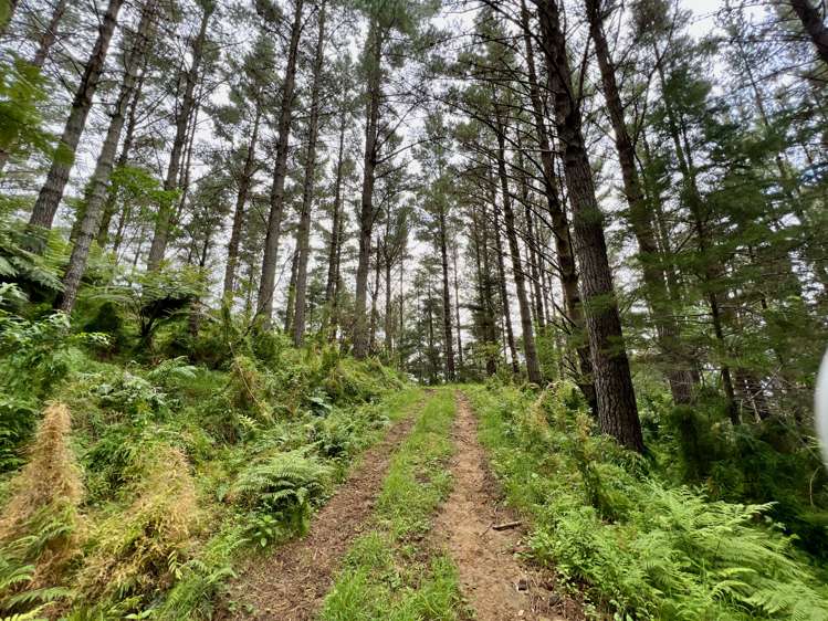 Waitete Road Waihi_11