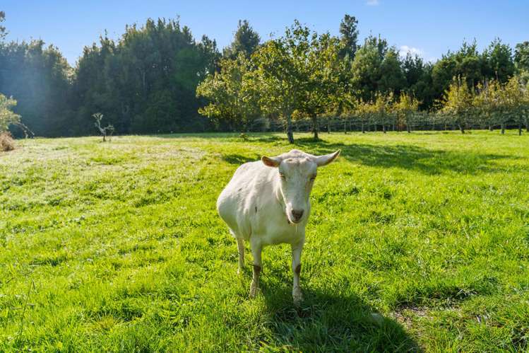 1658 Oropi Road Oropi_32