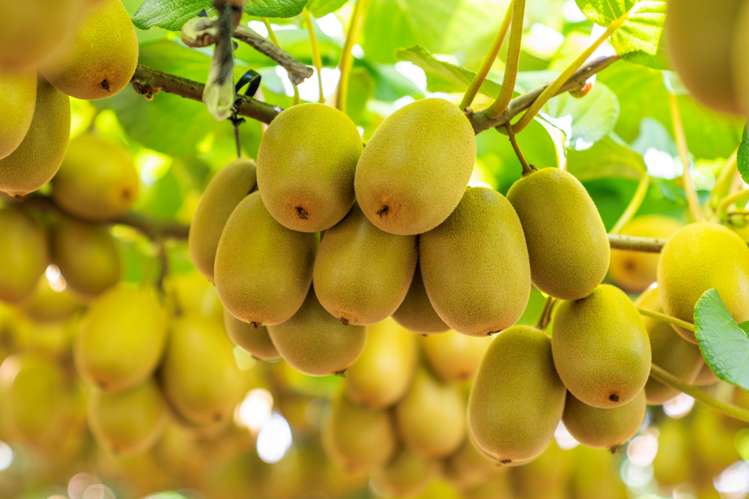 121a Macdonald Road Te Teko_2