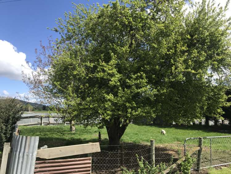 146 Springfield Road Milton_13