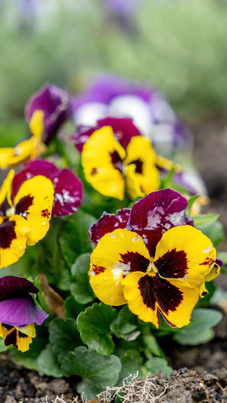 4 Chapman Place Kaiapoi_33