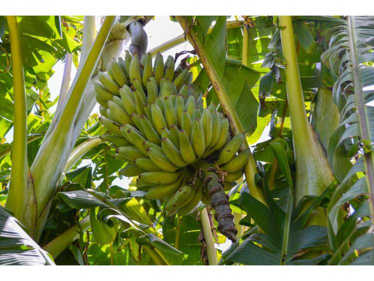 15 Quinces Landing Kerikeri_16