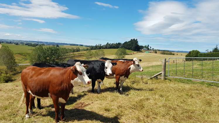 46 Whitiker Road Clinton and Surrounds_17