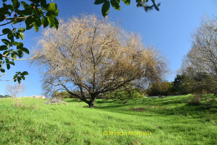 229 Pahi Road Paparoa_5