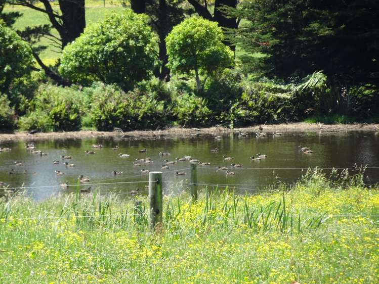 454 Parkville Road Eketahuna_14