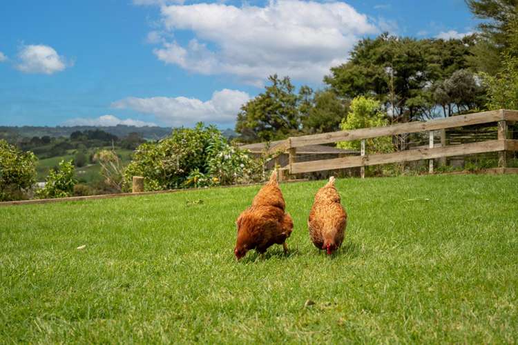 606 Blackbridge Road Waitoki_8