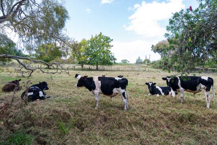 87 Kahikatea Flat Road Dairy Flat_15